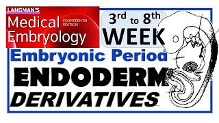 Langman Chapter06PartIII  ENDODERM Derivatives  Embryonic Period 3rd to 8th Week [upl. by Lucy]