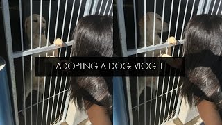 ADOPTING A DOG VLOG 1 JustDeeanneDIY  SOUTH AFRICAN YOUTUBER [upl. by Hernandez]