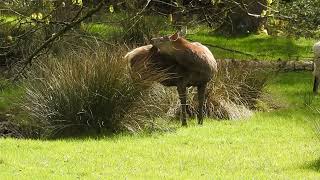 Wallowing Red deer hind April 26th 2024 [upl. by Enamrej243]