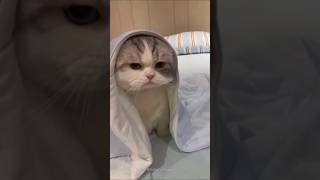 BatCat Meow meow meow meow😹 Best of daily cat videos [upl. by Nohsauq]