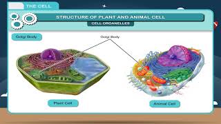 The Cell class6 [upl. by Evey755]