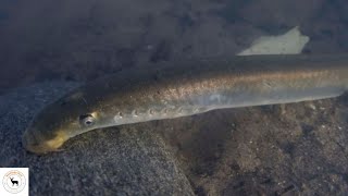 Lamprey – No Paired Fins Jawless And Scaleless Fish [upl. by Osnerol20]