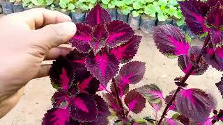 how to care coleus plant grow coleus plant [upl. by Auot]