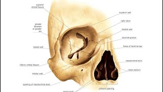 Orbital cavity part1 داحمد البكوش [upl. by Yerg]