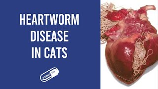 NAVLE Pearls 4 Dirofilaria immitis and heartworm disease in cats [upl. by Indira]