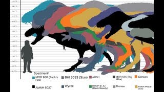 Which Tyrannosaurus Specimens Are Bigger Than Sue [upl. by Kinzer260]