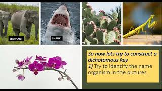 815 Construct dichotomous key Form 5 KSSM Biology [upl. by Pinebrook60]