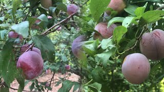 Juicy Plum  Plum Fruits [upl. by Lionel]