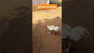 Bhimavaram Abbrass breederaseelmurga chicken kodipunju birdsytshortviralvideo pandufarms [upl. by Medor560]