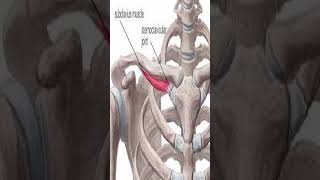 Anatomy Subclavius Muscle shorts [upl. by Assirat]