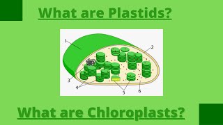 What are PlastidsPlastidsTypes of plastidChloroplastLeucoplastChromoplastChlorophyll [upl. by Nussbaum]