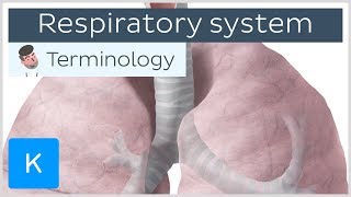 Respiratory system  Anatomical terminology for healthcare professionals  Kenhub [upl. by Llewoh]