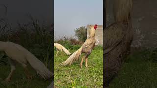 Parrot beak long tail aseel youtube chicken indianparrotbeaklongtailaseel viralshort [upl. by Maharva]