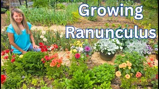 Growing Ranunculus time lapse [upl. by Adela158]