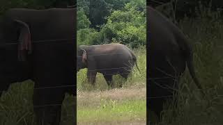 Wild Elephant Sri Lanka [upl. by Rebmetpes]