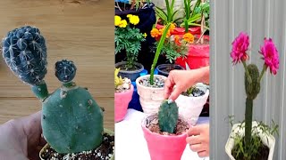 700How I Learned to Graft Cacti on OpuntiaMammillaria Grafting on Opuntia [upl. by Aiht]