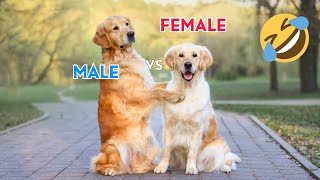 Funny Differences Between Female And Male DOGS [upl. by Nylidnarb]