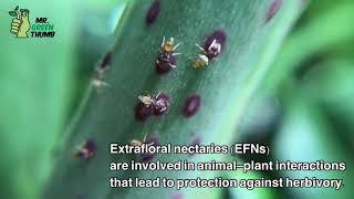 Extrafloral nectaries in Philodendron [upl. by Eecal]