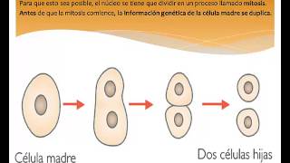 Importancia de la mitosis [upl. by Ennaeus766]