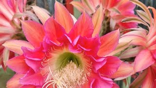 Trichocereus macrogonus Hybrid AMUNRE [upl. by Algernon914]