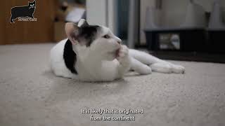 Japanese Bobtail cat care and characteristics [upl. by Akimad]