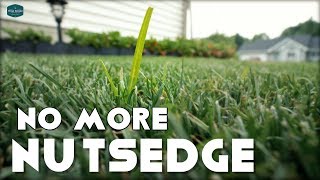 How To Get Rid of Nutsedge In Your Lawn [upl. by Iem]