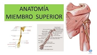 ANATOMÍA DEL MIEMBRO SUPERIOR por el Profesor Cervera [upl. by Verger490]