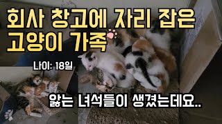 회사 창고에서 자라고 있는 아기 고양이들고양이 눈병 [upl. by Mullen]