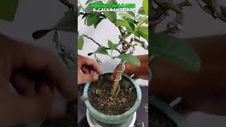 BONSAI CALAMANSI vitamin tutorialsvideo bonsailovers gardening plantslover gardening [upl. by Sarajane]