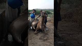 The people of Thar carry copra on camels full of water [upl. by Imoen]