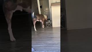 I caught the kitty sniffing my food lol allaboutme pitbulldog pitbull tripod cat fatcat cute [upl. by Eerrehs]