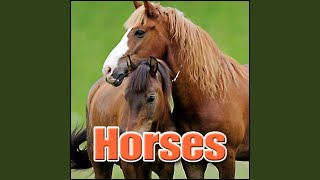 Horse  Exterior Whinny Animal Horses FX [upl. by Merriman]