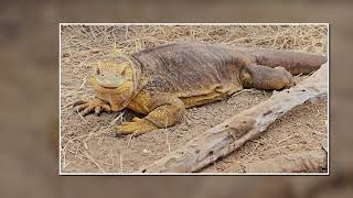 Islas Galápagos  Land of the Iguana featuring the Music of Galápagos Magico [upl. by Kan]