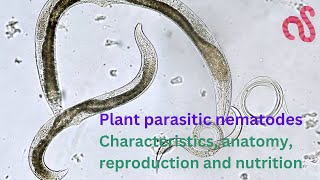 Plant Parasitic Nematodes Morphology Anatomy Reproduction and Life cycle [upl. by Vidovik597]