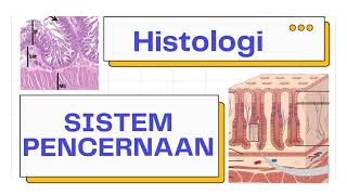 Histologi Saluran Cerna Traktus Digestivus  Alimentari  Sistem Pencernaan [upl. by Sileas]