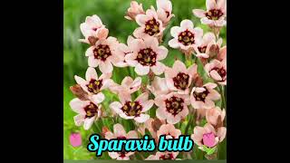 🌷Sparaxis bulb 🌷14 colours available Healthy bulb eachIntrested buyer DM me [upl. by Loredo]