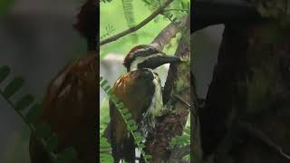 Black rumped flameback woodpecker [upl. by Yromas455]