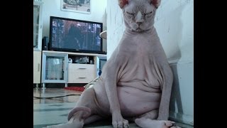 Worlds Fattest Cats Top 10 [upl. by Crispas]