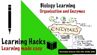 4 Organisation and Enzymes Secondary KS3KS4 GCSE FREE SCIENCE LESSONS  Biology [upl. by Michi]