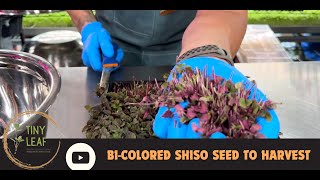 How to grow BiColored Shiso  Shiso Perilla [upl. by Asiilanna]