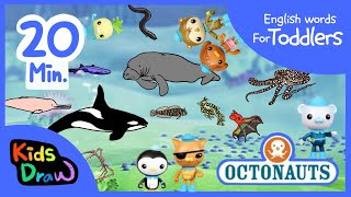 Octonauts Sea Creatures  20 minutes Compilation  English Words for Toddlers  Kids Draw [upl. by Ycnalc]