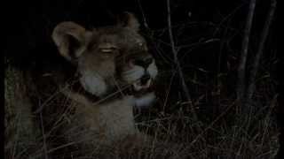 Two male nomads lions kills lonely lioness with broken leg [upl. by Kirre]