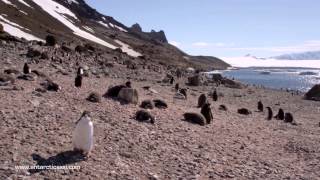 ANTARCTICA XXI Fly Over the Drake amp Cruise Antarctica [upl. by Jessalyn148]