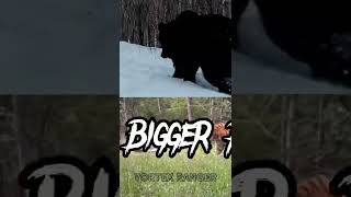 Ussuri Brown Bear VS Siberian Tiger shorts wildlife animals siberiantiger bear [upl. by Skipper]