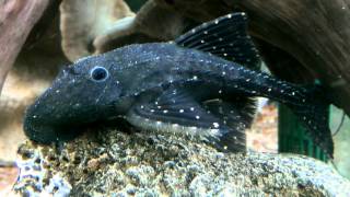 Adonis Pleco [upl. by Asseret951]