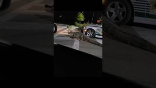 Massive Alligator 🐊 Police Escort  Florida shorts alligator floridalife protectandserve [upl. by Anuska]