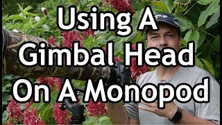 Using A Gimbal Head On A Monopod [upl. by Yeltnarb]