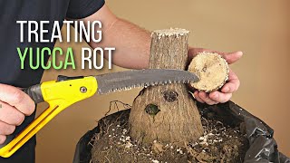 Saving a Yucca plant with extensive trunk rot [upl. by Belldas442]