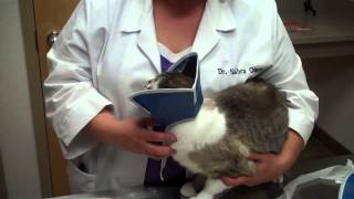 Placing E Collar on a Cat [upl. by Charline]