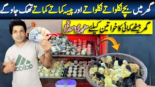 Murgi Ka Business 💸 Chicken egg hatching at home 🐣 How to hatch a chicken egg at home Make Money [upl. by Telfore]